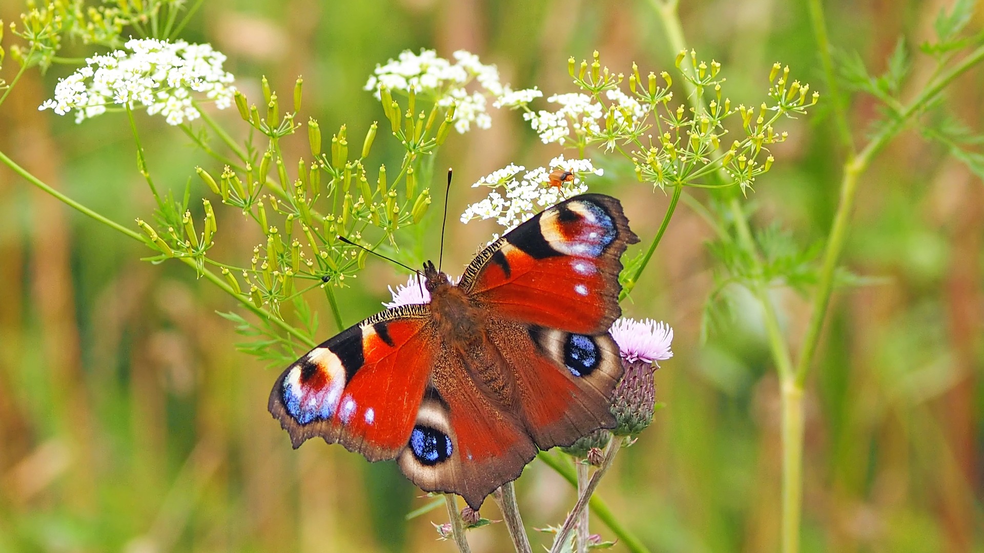 Rusałka pawik (Aglais io) – gatunek motyla, który jest w Polsce jednym z najbardziej pospolitych motyli.